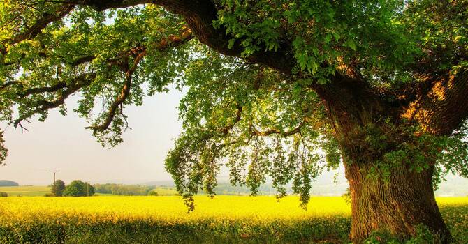 Wednesday Night Bible Study