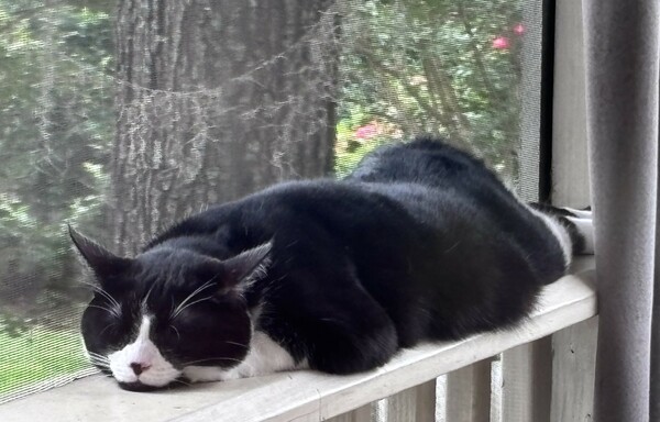 Everybody Wants to Be...a Cat?