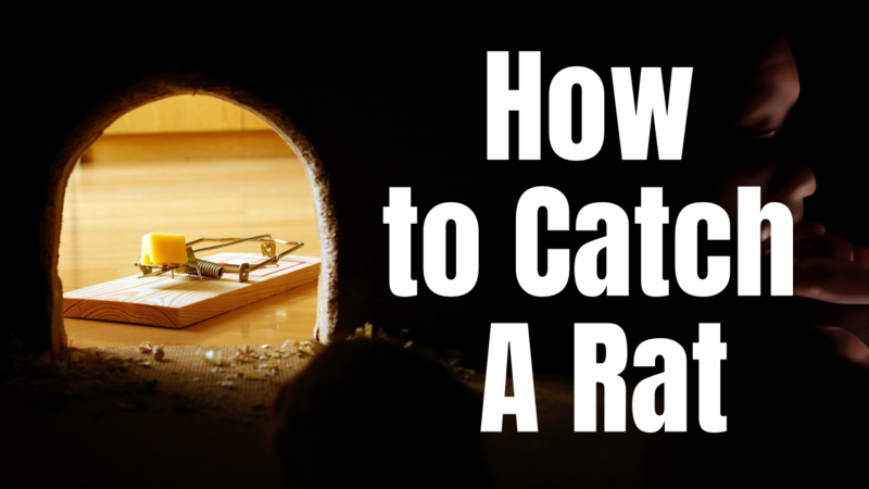 How to Catch a Rat