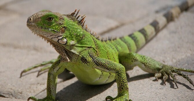 Vacation Bible School image