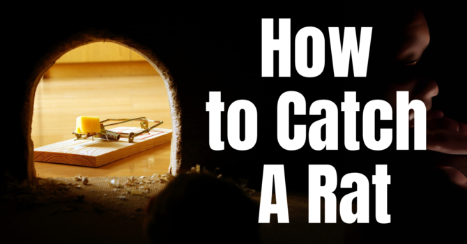 How to Catch a Rat