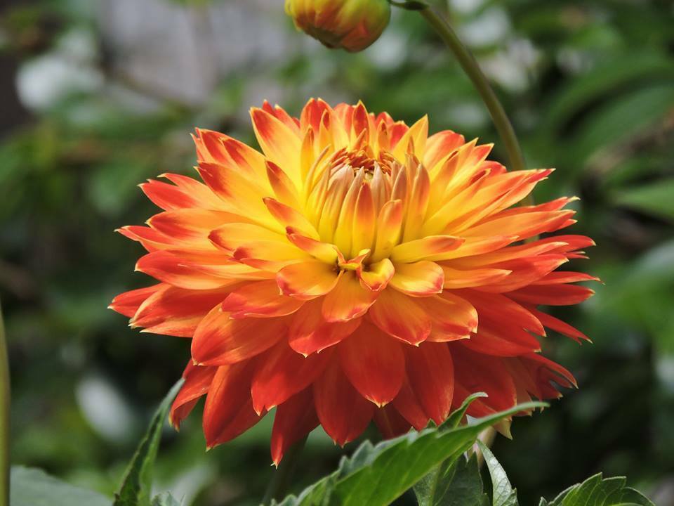 Slideshow image