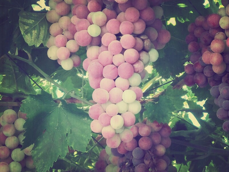Abiding in the Vine
