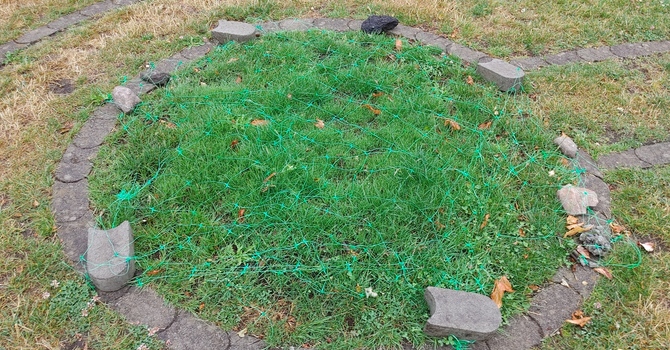 New grass in the labyrinth image
