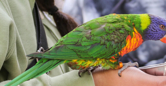 FIELD TRIP TO LIBERTY PARK AND TRACY AVIARY