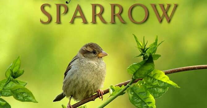 His Eye is on the Sparrow