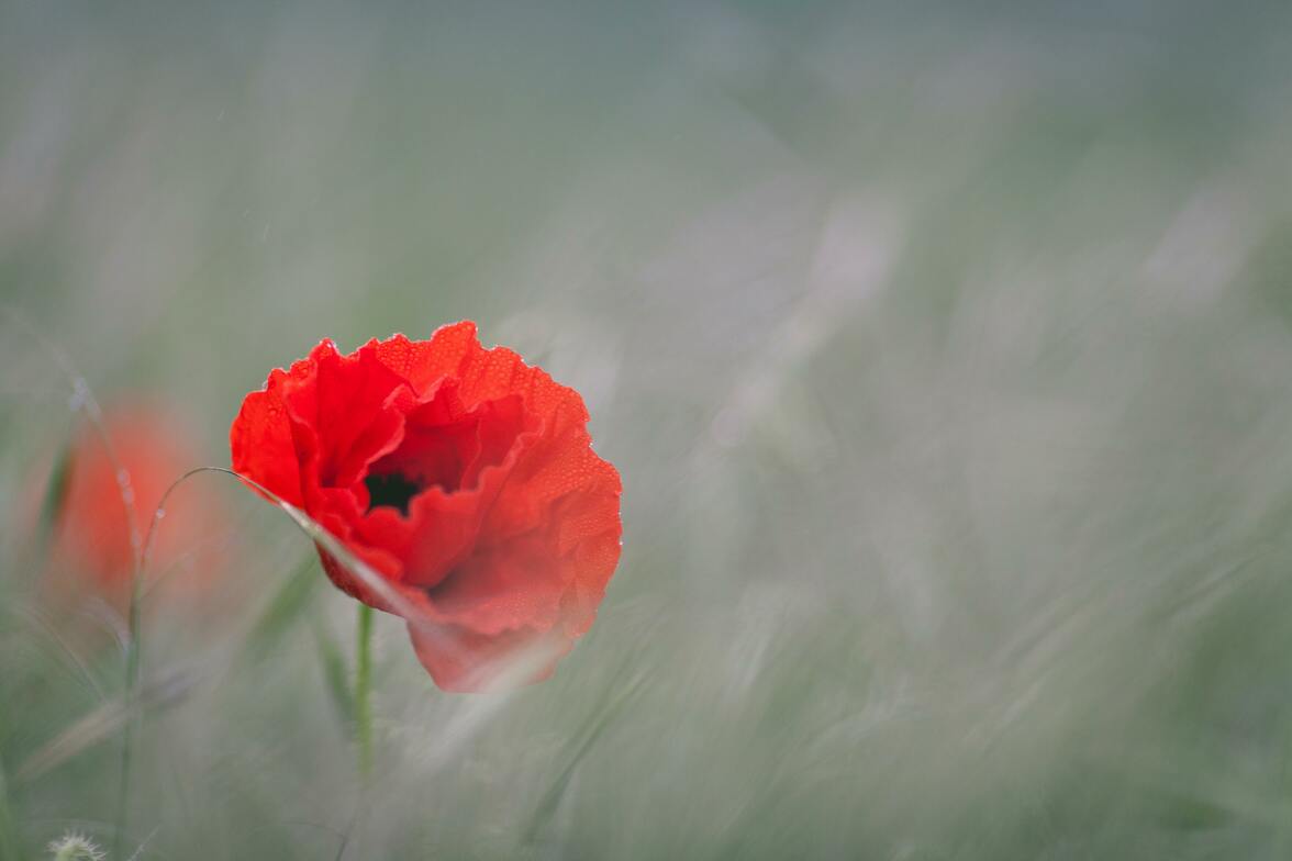 Slideshow image