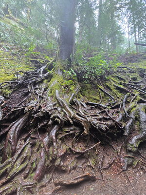 Rooted & Grounded