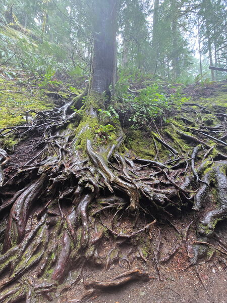 Rooted & Grounded
