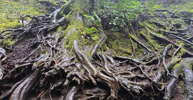 Rooted and Grounded II