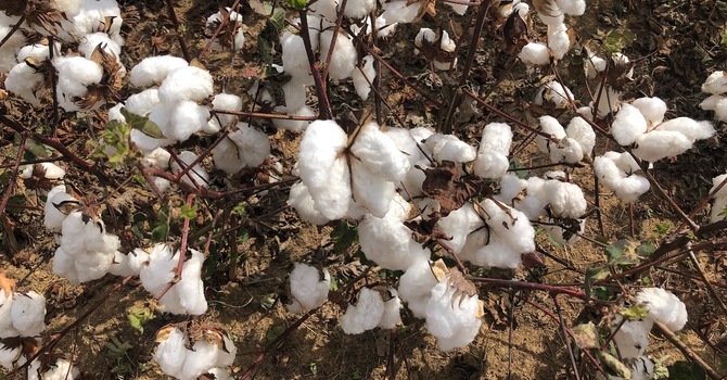 Dinner and a Movie April 2022 image