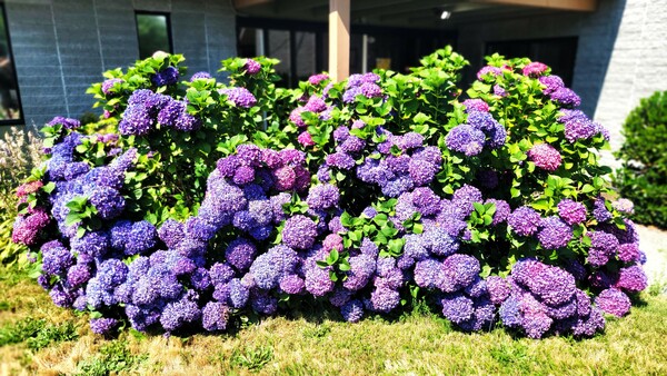 Check out the hydrangea bush at the side entrance of our building! 
