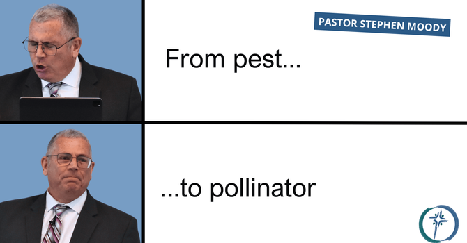 From Pest to Pollinator