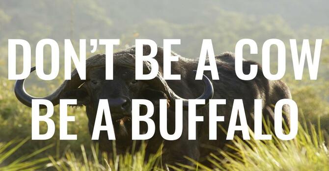 Don't Be A Cow, Be A Buffalo - Bro. Muniz