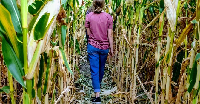 Cornmaze