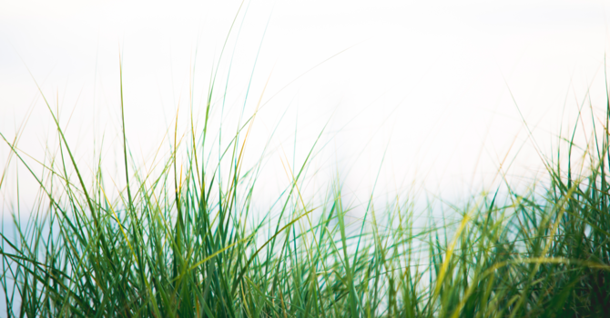 Landscape Maintenance Help Wanted image