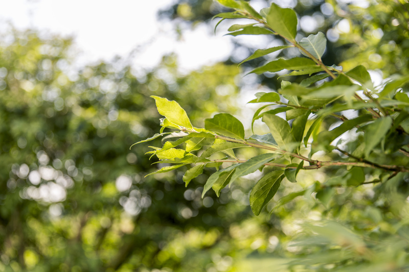 A Fruitful Life - Parable of the True Vine