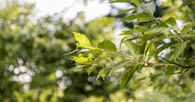 A Fruitful Life - Parable of the True Vine