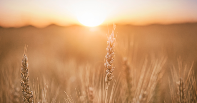 Government Official of Great Authority // People of Peace Lead to the Harvest