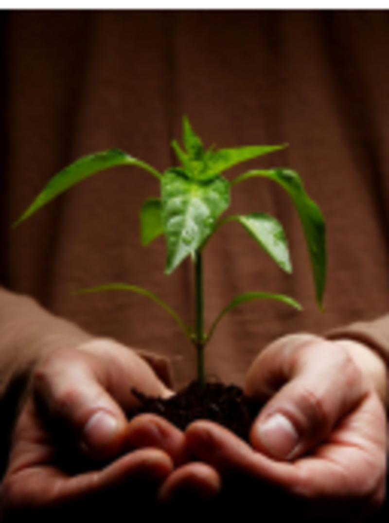 Rooted and Built Up