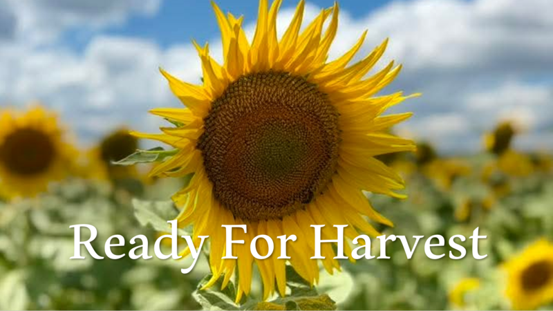 Ready for Harvest