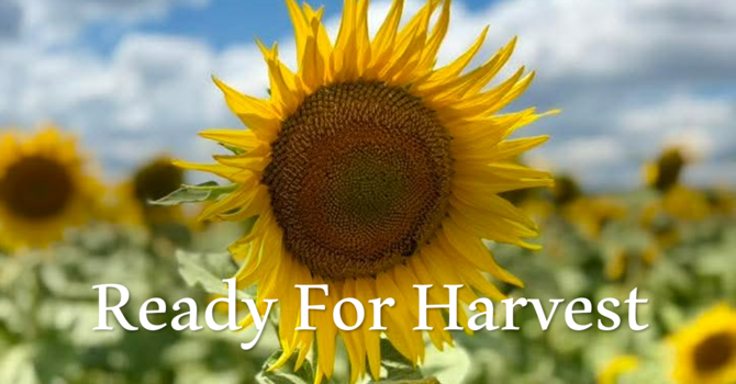 Ready for Harvest