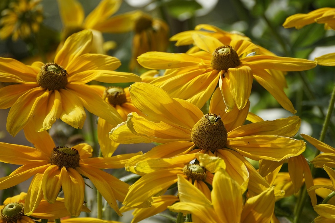 Slideshow image