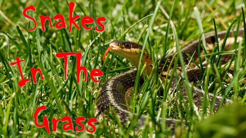 Joshua: Strong and Courageous: Snakes In the Grass