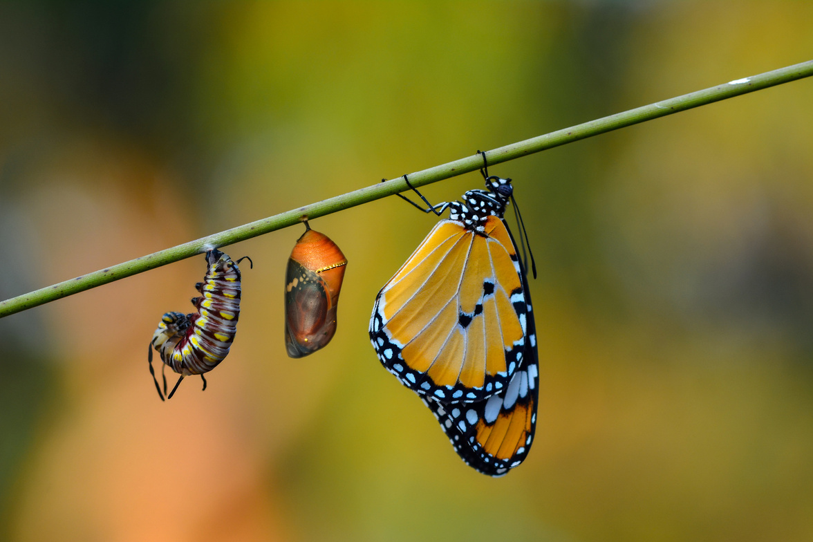 Slideshow image