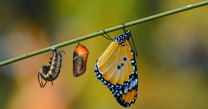 Ecology, Evolution & Spirituality