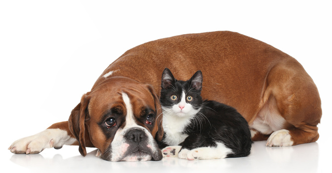 Pet Blessing Ceremony