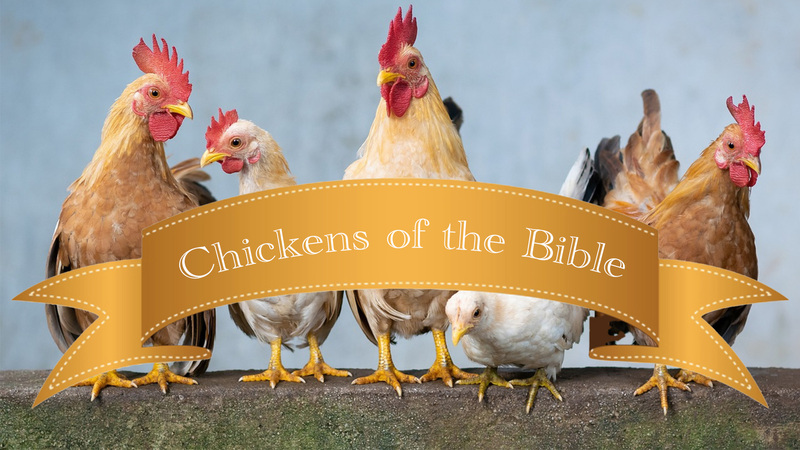 Chickens of the Bible