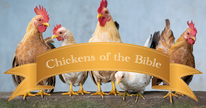 Chickens of the Bible