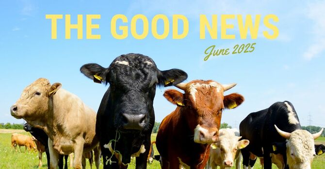The Good News | June 2025 image
