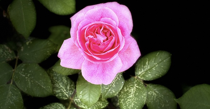 Redeeming Love image
