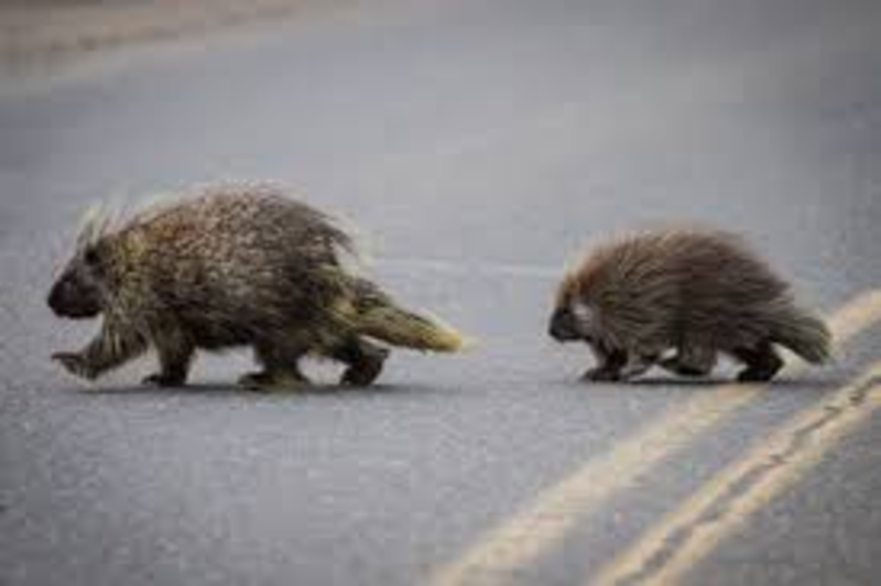 A Prickled Church