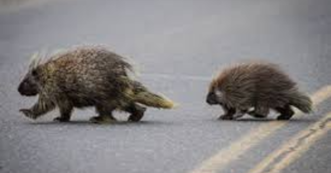 A Prickled Church