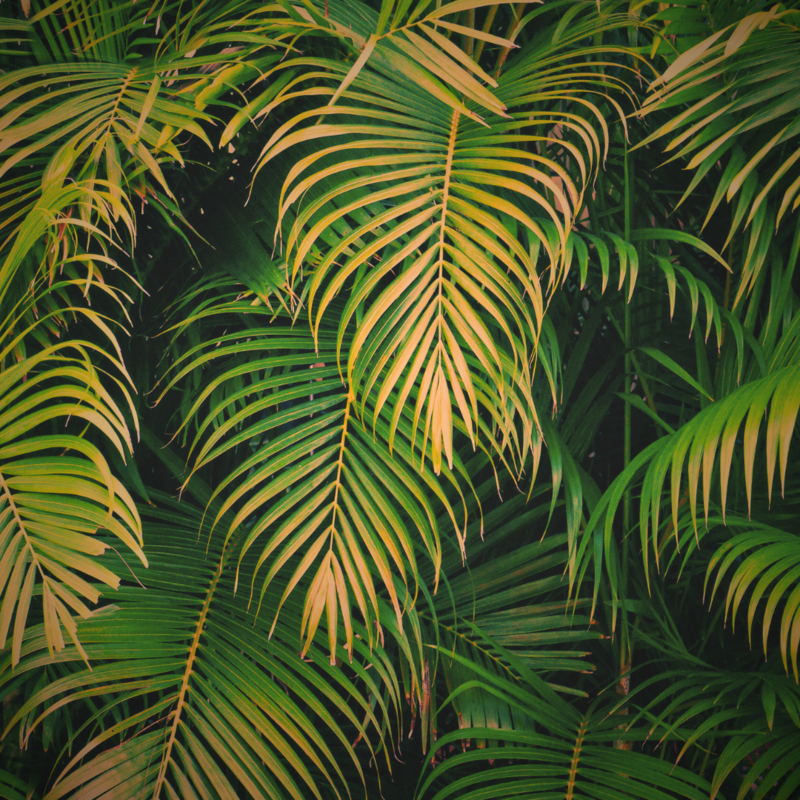 Palm Sunday