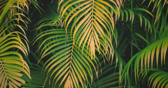 Palm Sunday