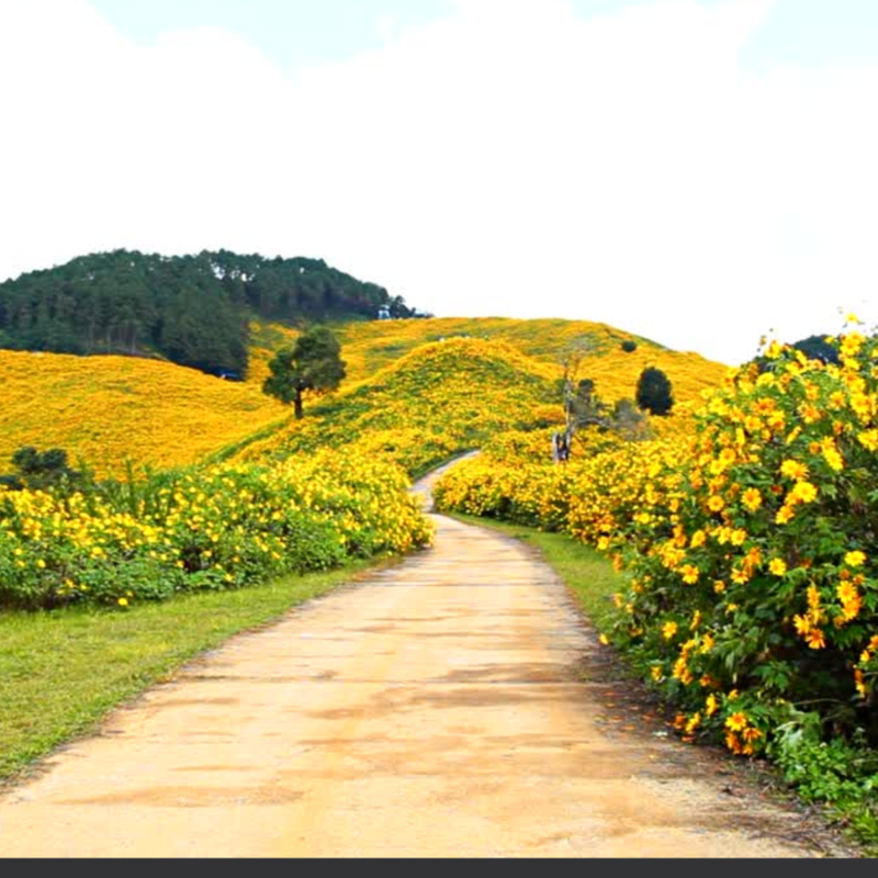 Adventures on the Yellow Brick Road