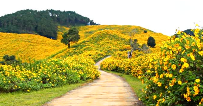 Adventures on the Yellow Brick Road