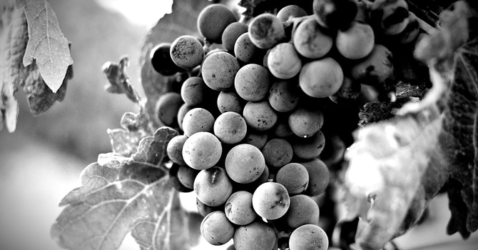 Fall Vine Groups Begin