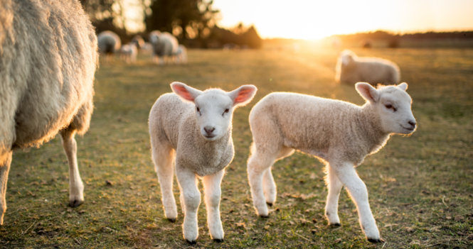 Do Not Be Afraid, Little Flock