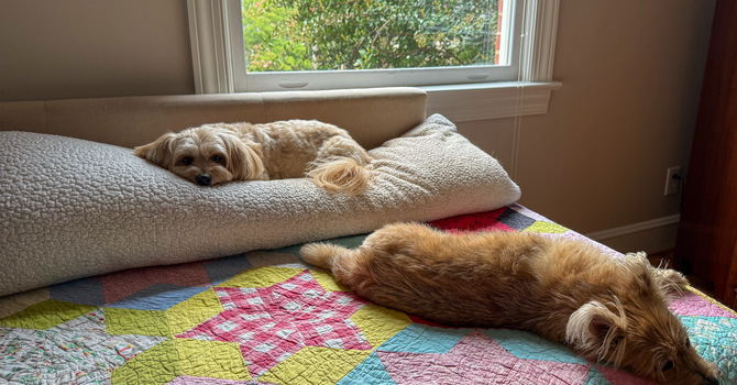 Lucy, Lily & Love on Four Paws