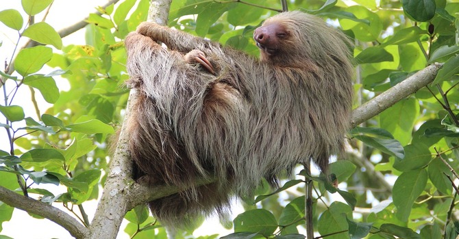 WHAT IS THE GOOD NEWS ABOUT SLOTH (LAZINESS)?