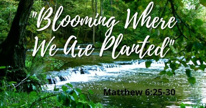 "Blooming Where We Are Planted"