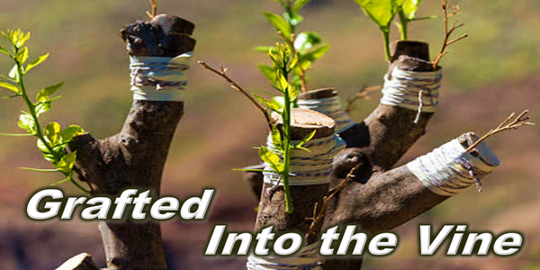 Aug 17, 2025 - Baptism:  Grafted Into the Vine