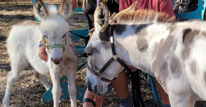 Fall Festival and Country Bazaar