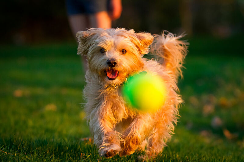 The Problem with Two Masters