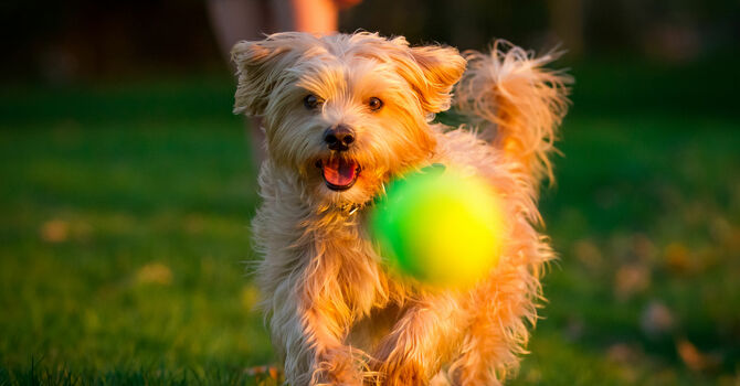 The Problem with Two Masters